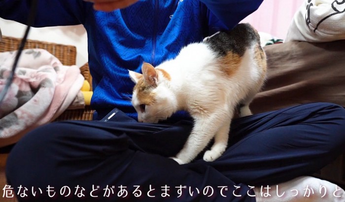 歩き回る猫