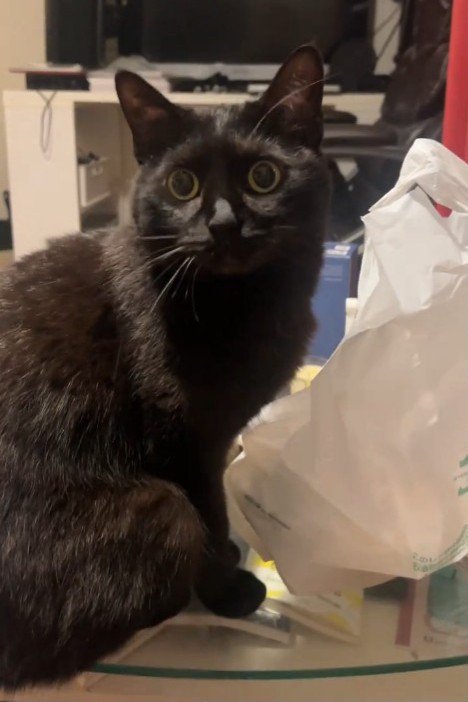 テーブルの上に座る猫