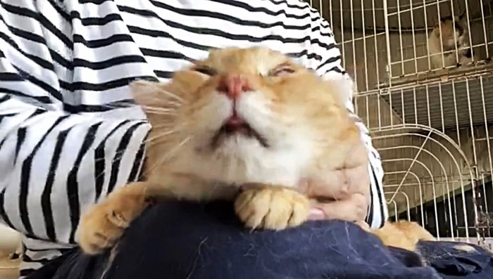 後ろに引っ張られるように見える猫