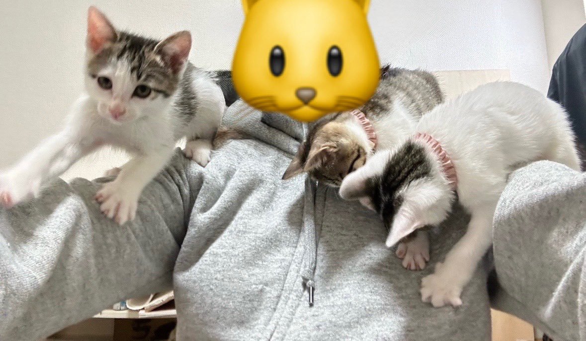 飼い主さんに乗る3匹の猫