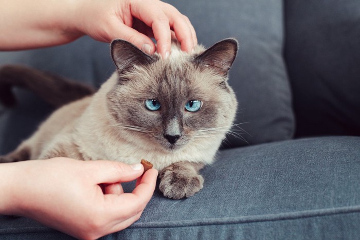 頭をなでられる寄り目の猫