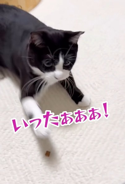 手に猫パンチする猫