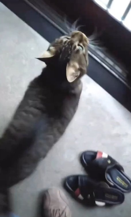 ご主人を呼ぶノラくん