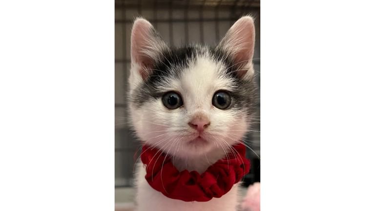 ケージの中の子猫