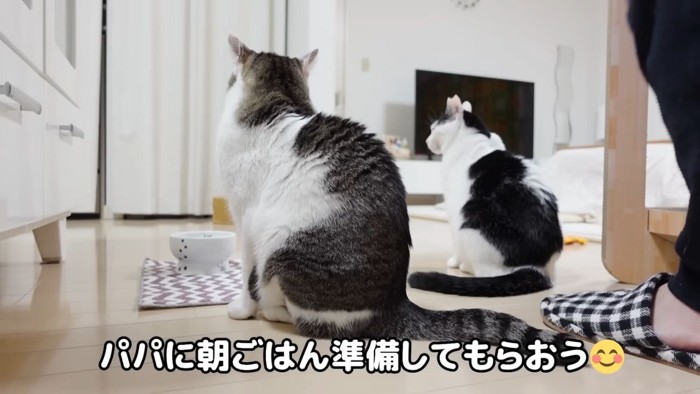 ご飯を待つ2匹の猫