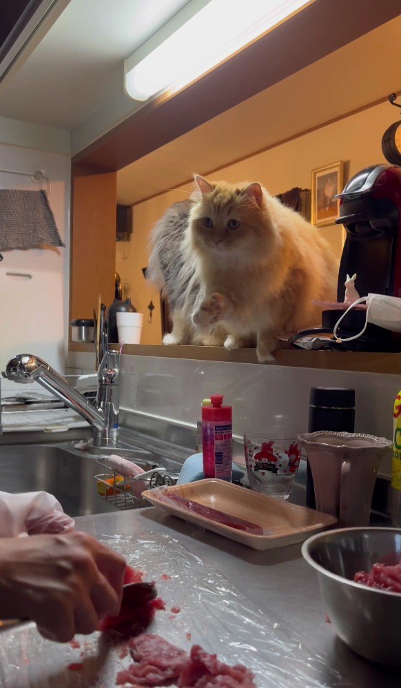 キッチンを見ている猫