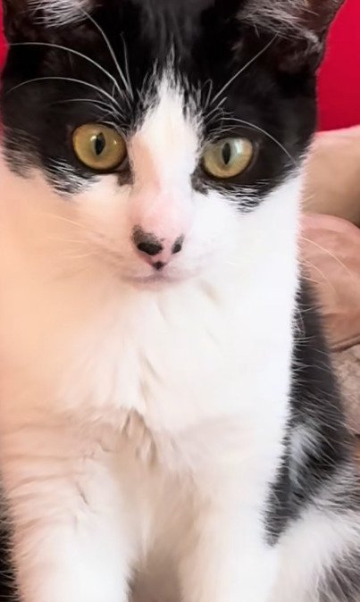 猫の顔のアップ