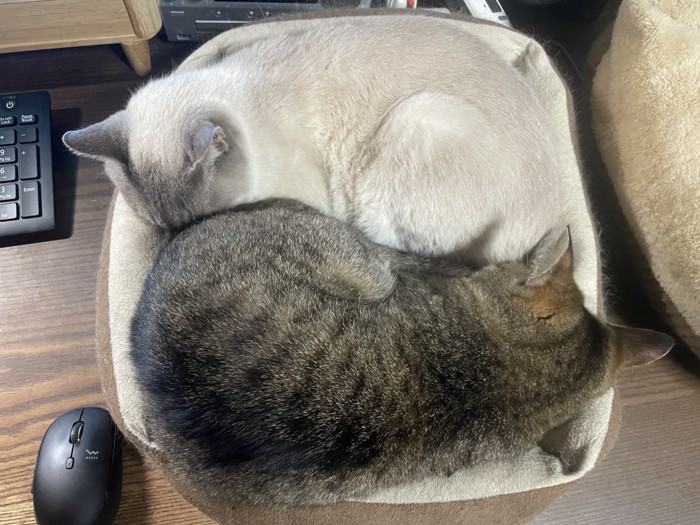 一緒にくつろぐ2匹の猫