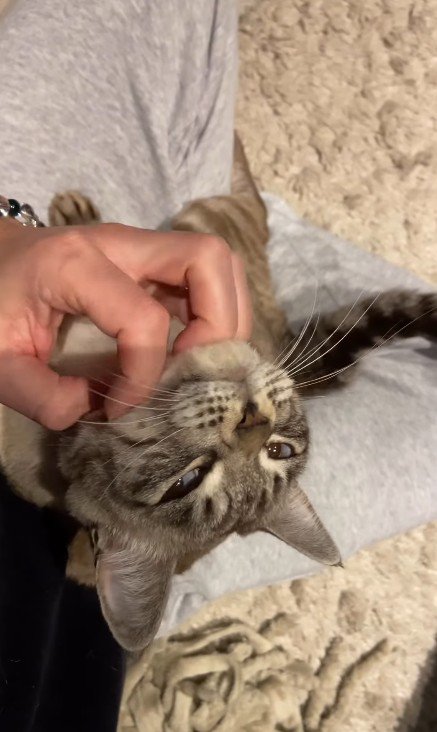 飼い主の膝に乗る猫