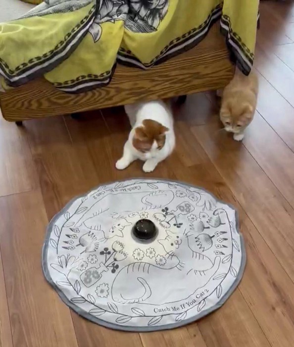 おもちゃに夢中な2匹の猫