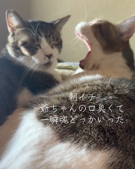 大きなあくびをする猫と眠そうな猫