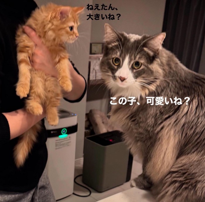 3日目の猫たち