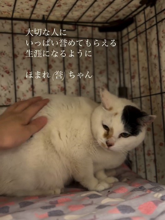 なでられる三毛猫