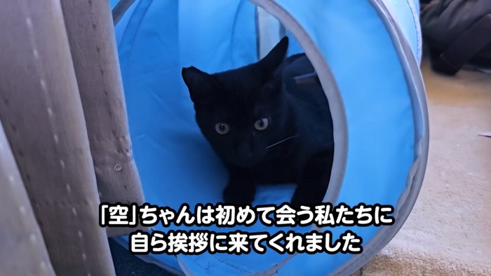 トンネルのおもちゃの中にいる子猫