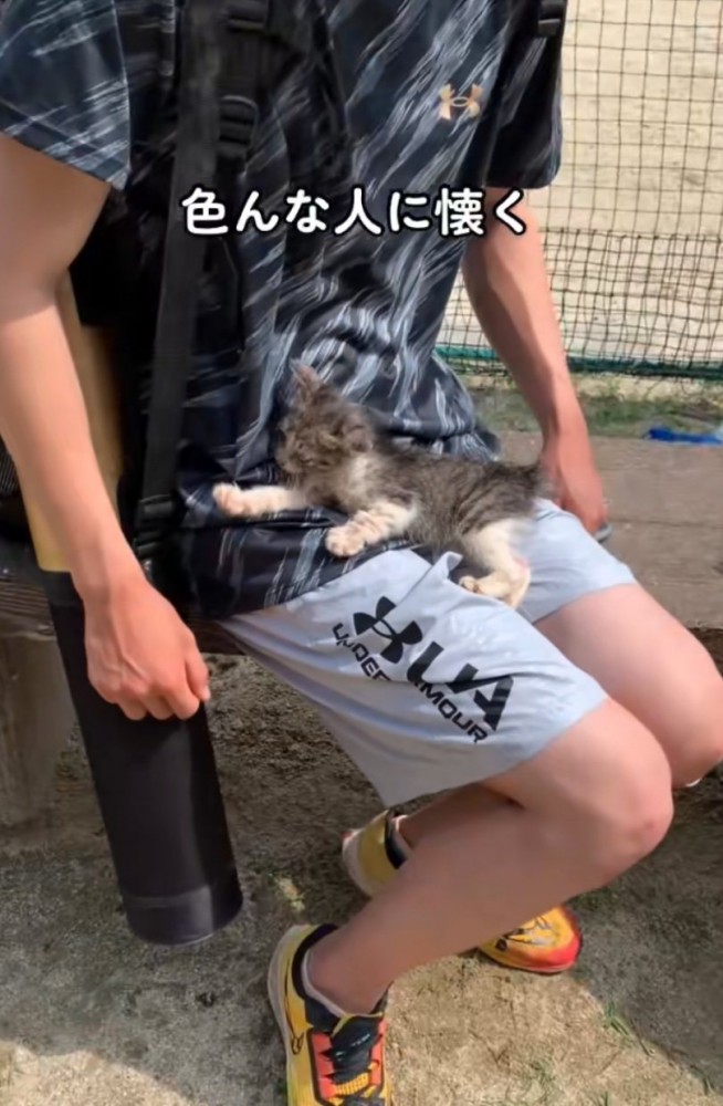 膝の上に乗る子猫