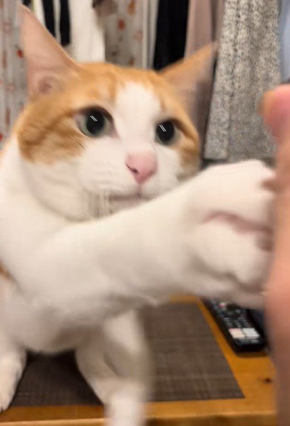 前脚でチョイチョイする猫
