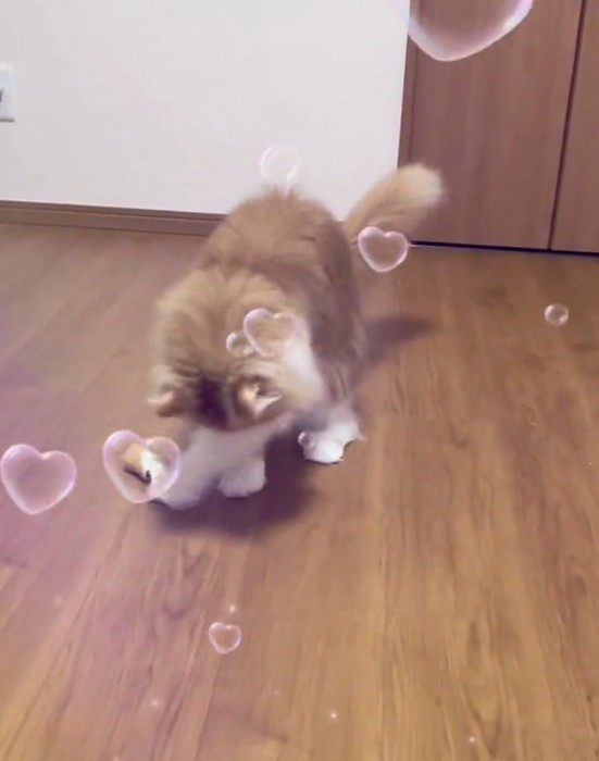 おもちゃを取る猫