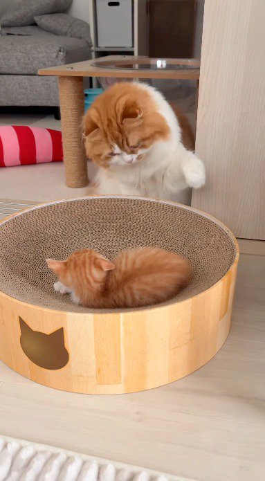 左前足を上げながら子猫に顔を近づける成猫