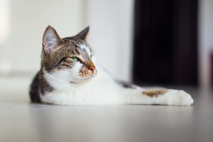 床に寝ている猫