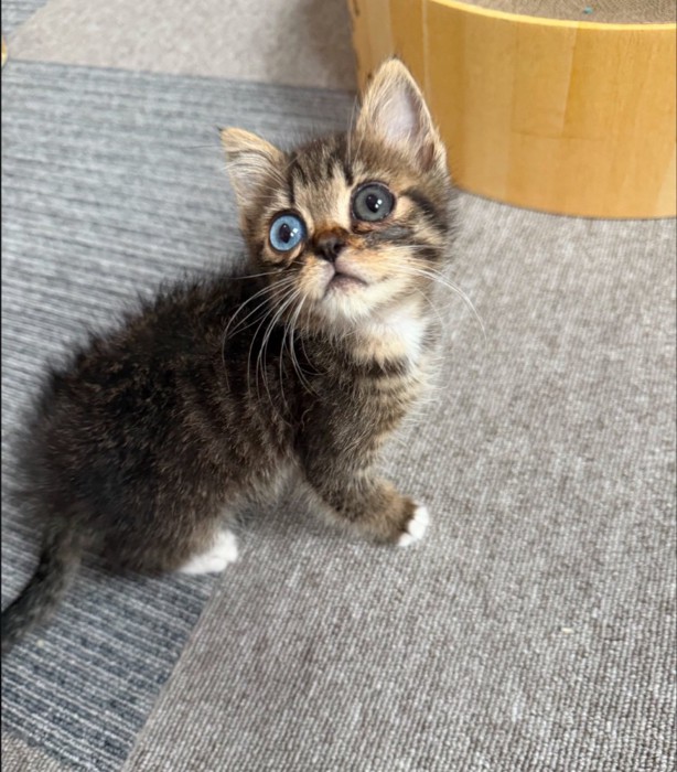 振り向く子猫