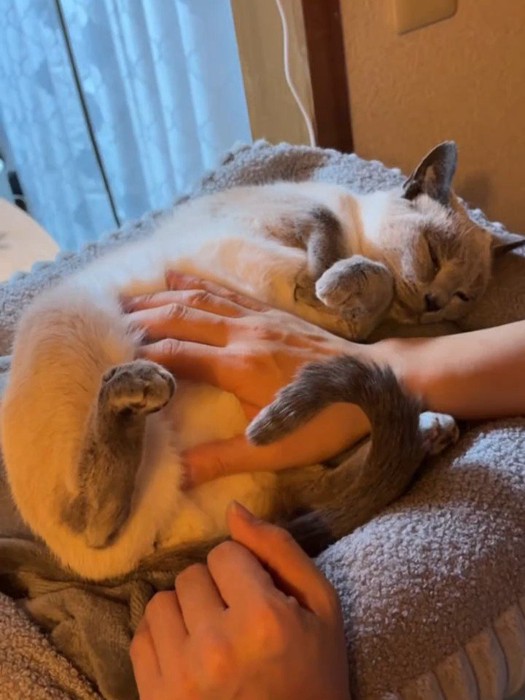 お腹をなでられる猫