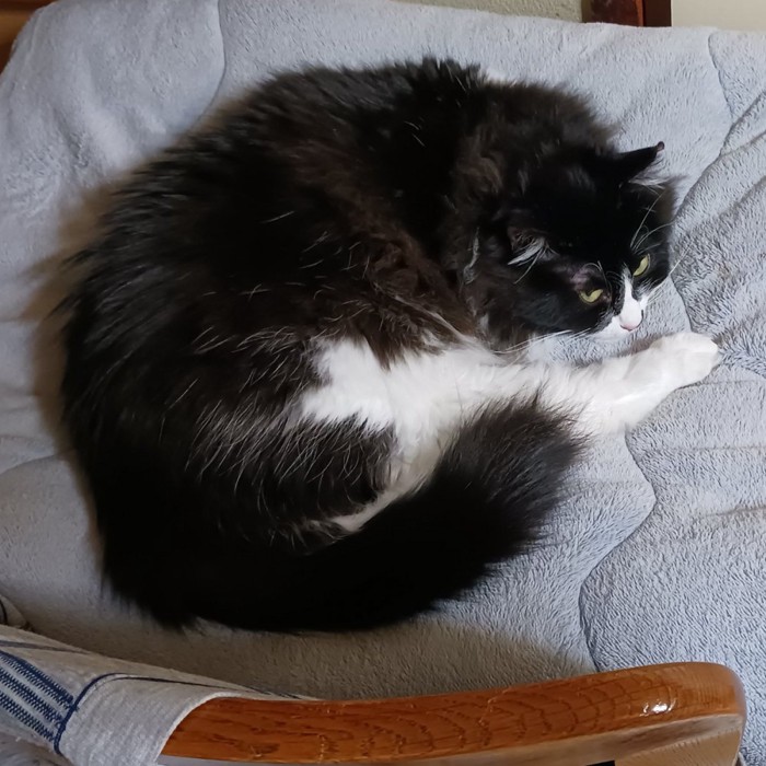 丸くなる白黒猫