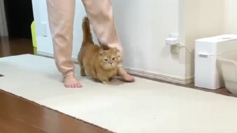 室内にいる猫