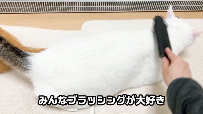ブラッシング猫