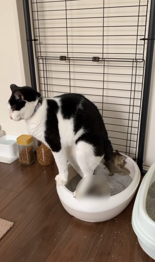 踏ん張る白黒猫と砂をかけようとする子猫