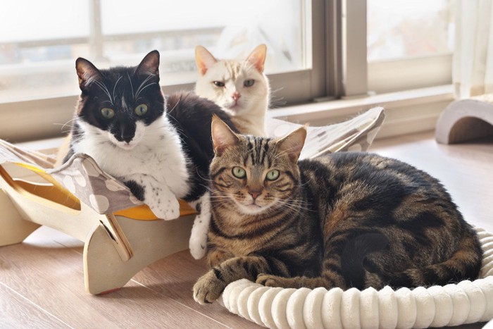 窓辺の3匹の猫