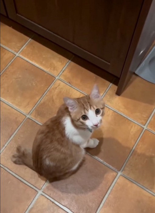 上を向いて見つめる子猫