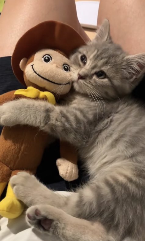 飼い主の膝の上でぬいぐるみを抱えて斜め右上を見つめる子猫