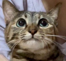 猫の顔のアップ