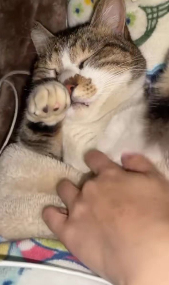 布団で眠る猫
