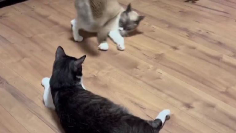 室内にいる猫たち