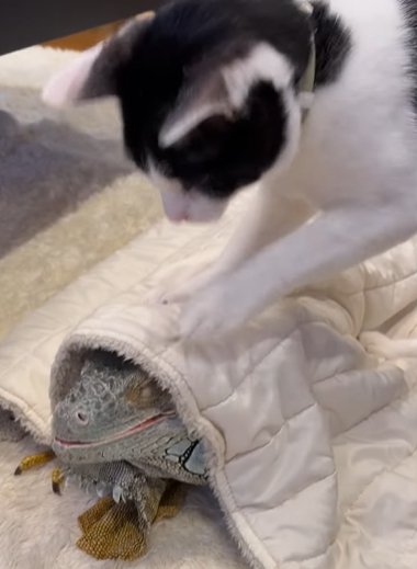 毛布をかぶるイグアナの頭を前足で踏む猫