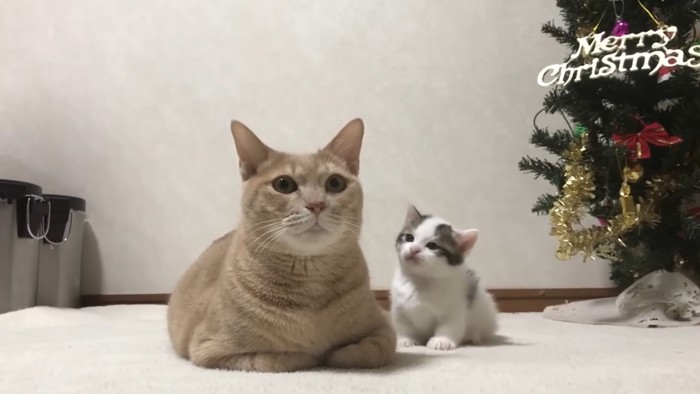 画面右にクリスマスツリー