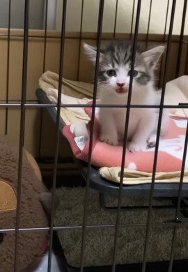 ケージ内で鳴く子猫2