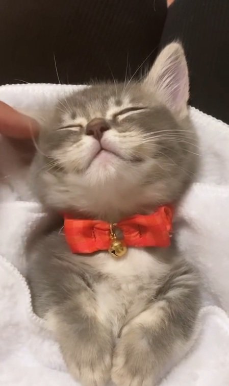 寝かしつけられるみりんくん