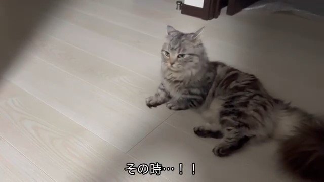 廊下でくつろぐ猫