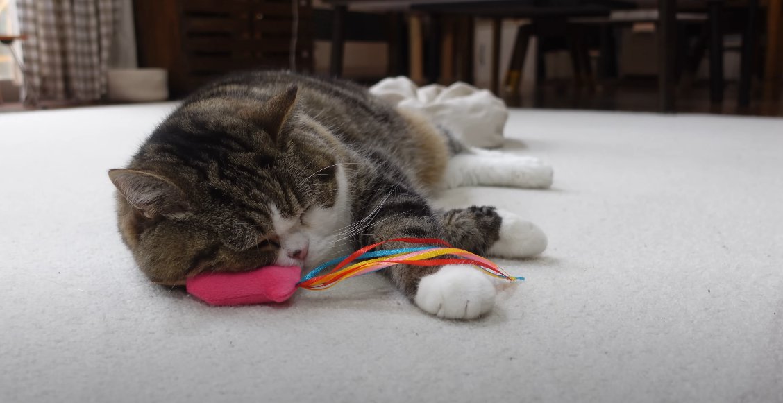 おもちゃを枕にして寝る猫