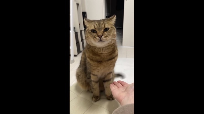 しっぽぶんぶんしている写真