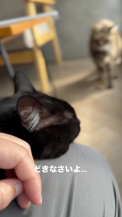スタッフの膝に頭を乗せて背後を見る黒猫