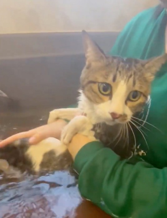 お風呂に入る猫