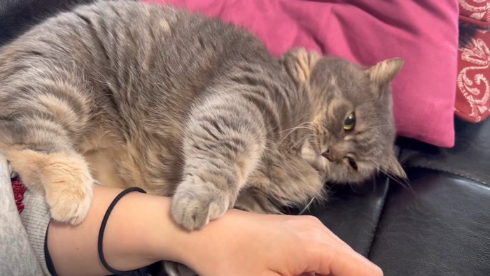 人の腕を見る猫