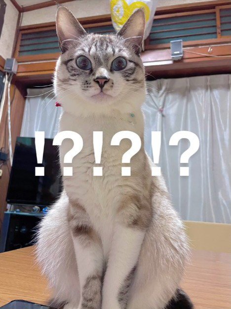 カメラの前に座る成猫