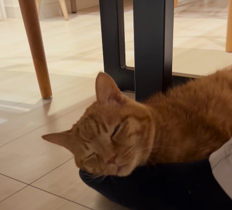 鳴き声をあげて目を細める猫