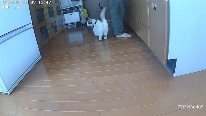 しっぽを立てる猫