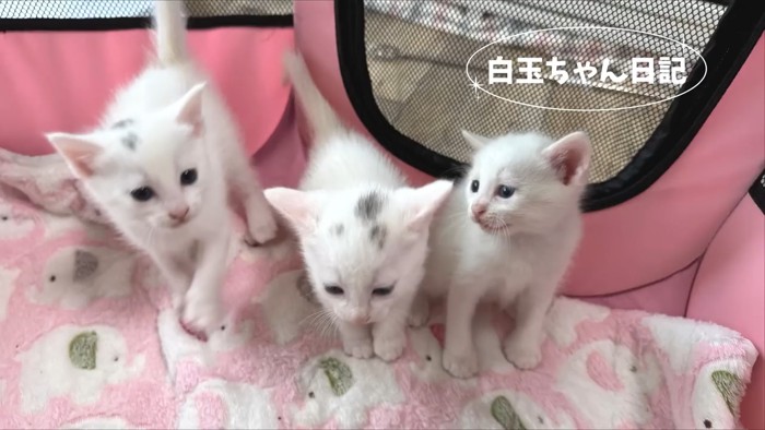 子猫たち