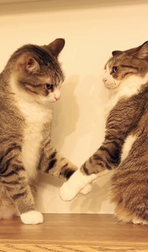 イカ耳の猫と握手している猫